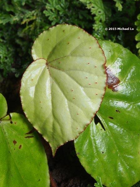 B. calcarea
